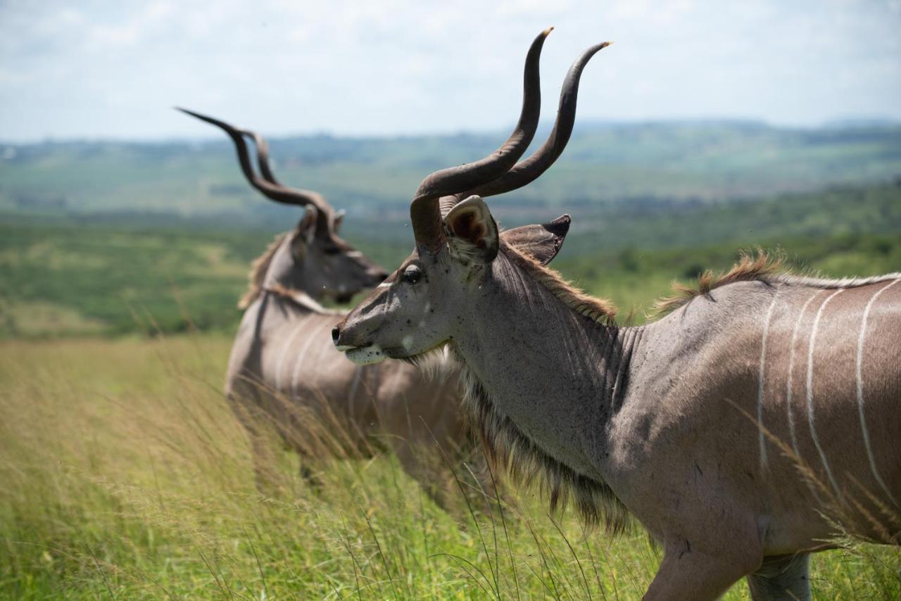 Tala Collection Game Reserve Silverton المظهر الخارجي الصورة