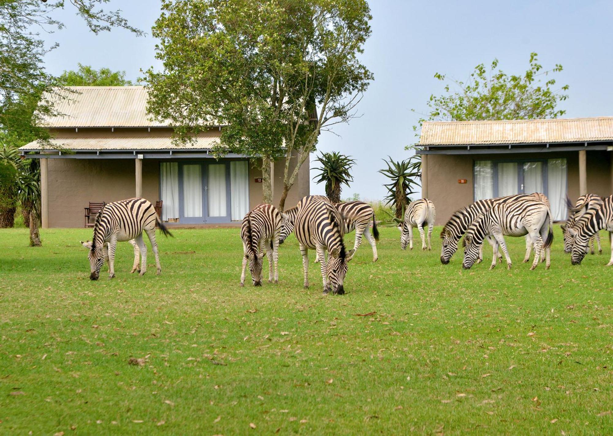 Tala Collection Game Reserve Silverton المظهر الخارجي الصورة